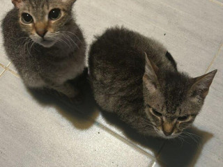 dve-maciatka-na-darovanie