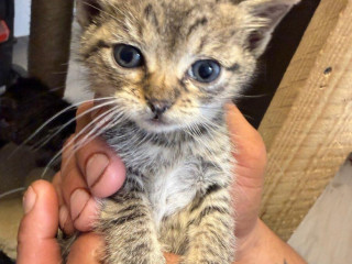 dve-zachranene-maciatka-s-domcekom-darujem-spolu