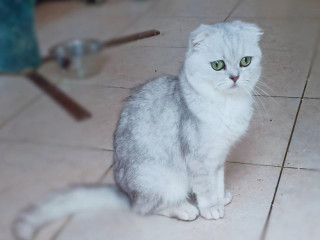 skotska-klapoucha-kocka