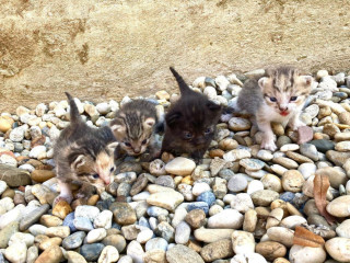 ponukam-maciatka-zadarmo