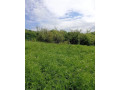 zahradna-chatka-so-slnecnym-pozemkom-small-4