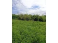 zahradna-chatka-so-slnecnym-pozemkom-small-4