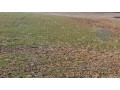 predaj-orna-poda-1733860-m2-okres-nove-zamky-small-1