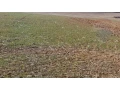predaj-orna-poda-1733860-m2-okres-nove-zamky-small-1