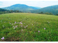 rekreacny-pozemok-s-nadhernym-vyhladom-v-bielych-karpatoch-small-0
