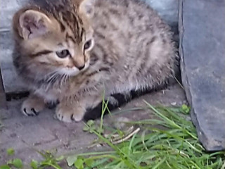 darujeme-roztomilne-maciatka