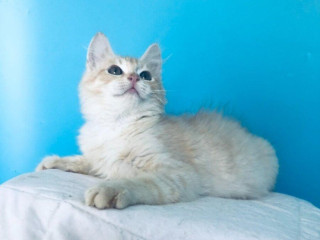 leon-si-hlada-domov-vo-vnutri