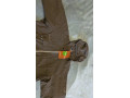 predam-pansku-bundu-norrona-amundsen-oc-xl-small-3