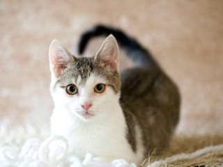 pascal-mudry-citlivy-a-nekonecne-priatelsky-a-spolocensky