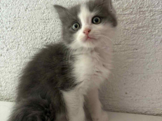 ragdoll-s-britskym-bicolor-maciatka