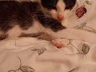 darujem-3-meskocurik