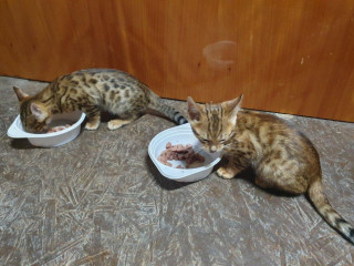 bengalske-macky