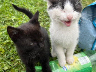 darujem-maciatkamaciatko