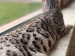 bengalska-macka-kocur-s-pp