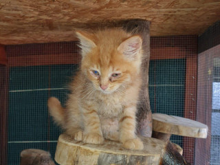 ponukam-2-rysavych-kocurikov