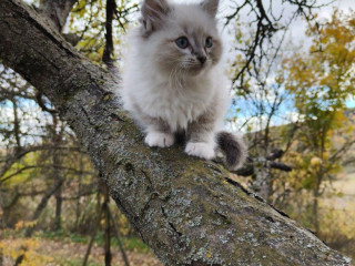predam-maciatka-ragdoll