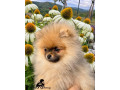 pomeranian-s-pp-small-0