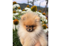 pomeranian-s-pp-small-1