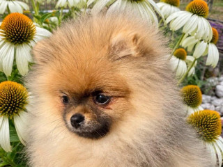 pomeranian-s-pp