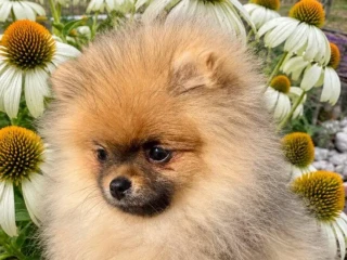 pomeranian-s-pp