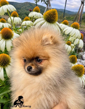 pomeranian-s-pp-big-0