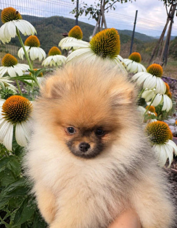 pomeranian-s-pp-big-1