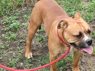 darujem-za-symbolicku-sumu-kontinentalny-buldog