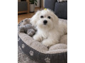 maltezak-small-0