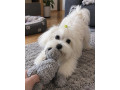 maltezak-small-1