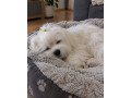 maltezak-small-2