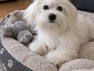 maltezak