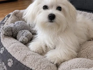 maltezak