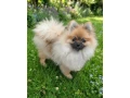 pomeranian-fci-small-0