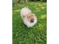 pomeranian-fci-small-1
