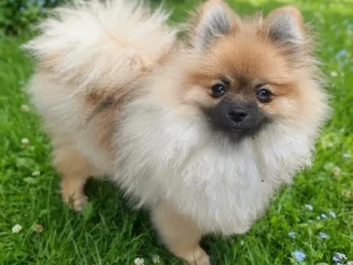 pomeranian-fci