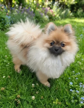 pomeranian-fci-big-0