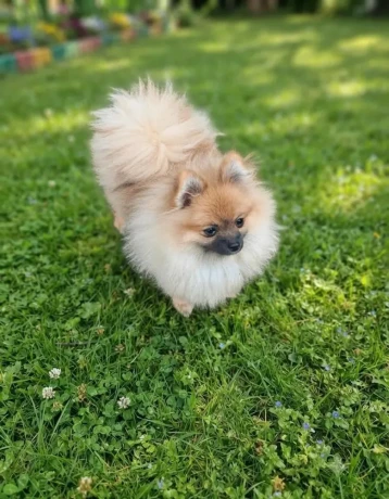 pomeranian-fci-big-1
