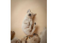 zlaty-retriever-s-pp-small-2