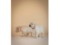 zlaty-retriever-s-pp-small-4