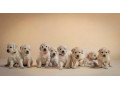zlaty-retriever-s-pp-small-0