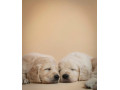 zlaty-retriever-s-pp-small-1