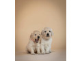 zlaty-retriever-s-pp-small-3