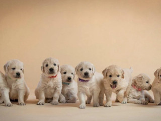 zlaty-retriever-s-pp