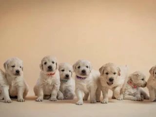 zlaty-retriever-s-pp