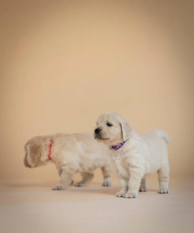 zlaty-retriever-s-pp-big-4