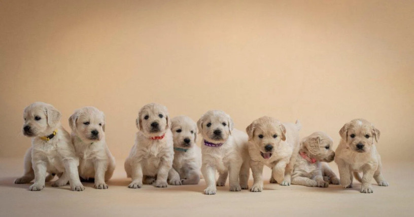 zlaty-retriever-s-pp-big-0