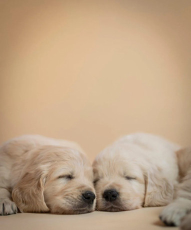 zlaty-retriever-s-pp-big-1