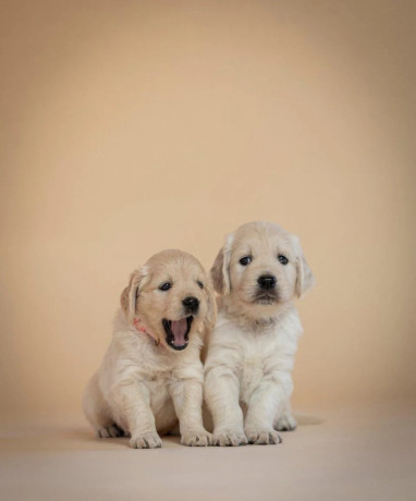 zlaty-retriever-s-pp-big-3