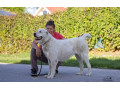 stredoazijsky-ovciak-small-3