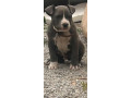 pitbul-small-0
